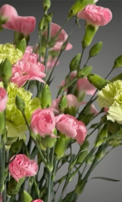 Гвоздика