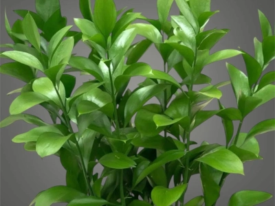Рускус