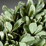 Питоспорум 0