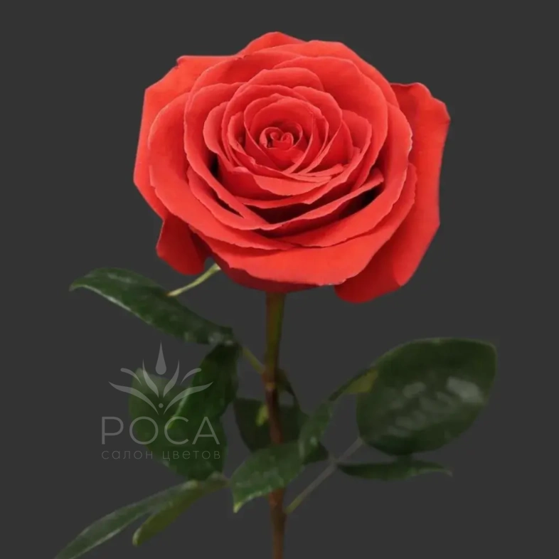Роза &laquo;Нина&raquo;
